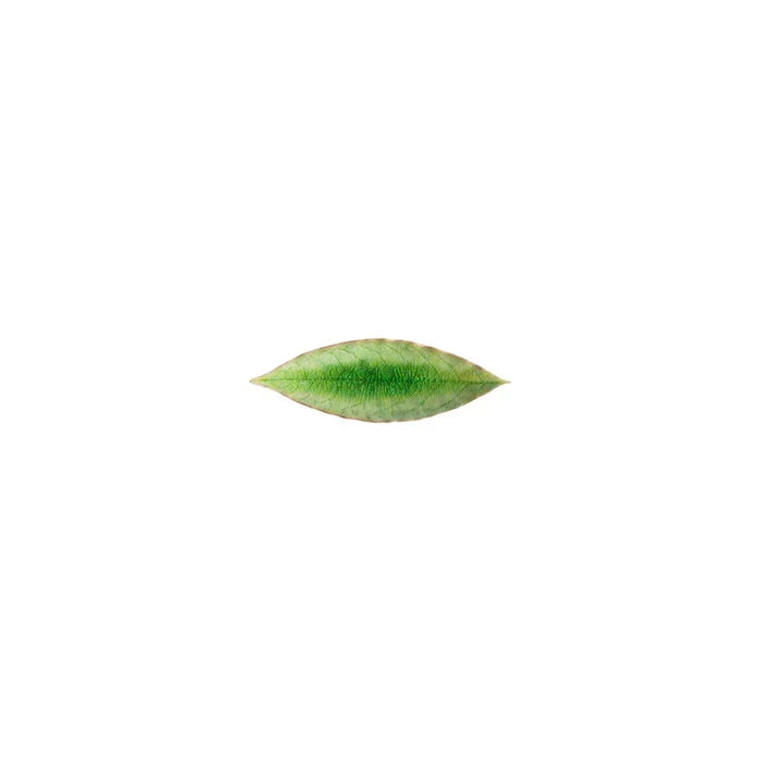 Costa Nova Laurel Leaf Riviera